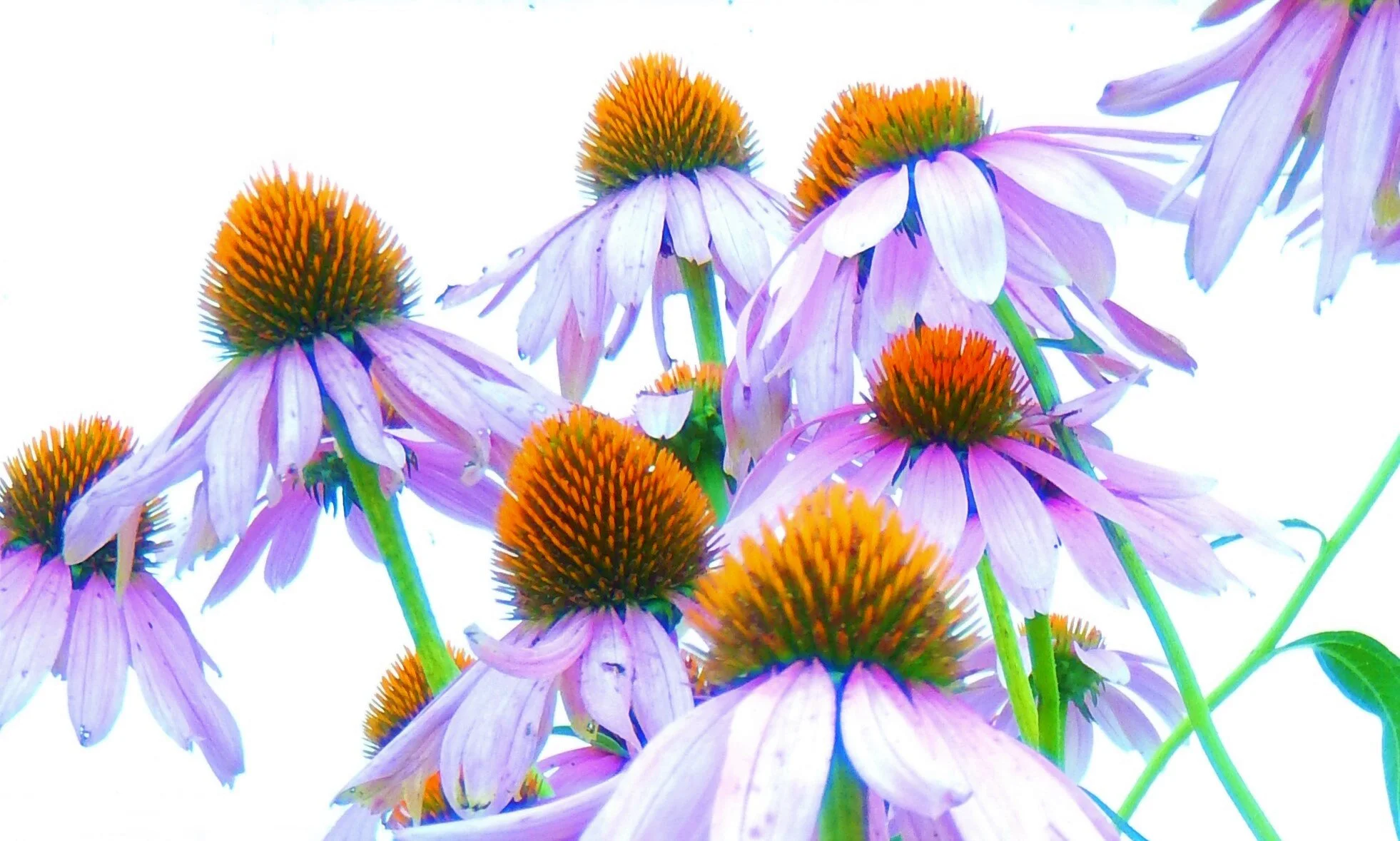  Flowers against a white background. 