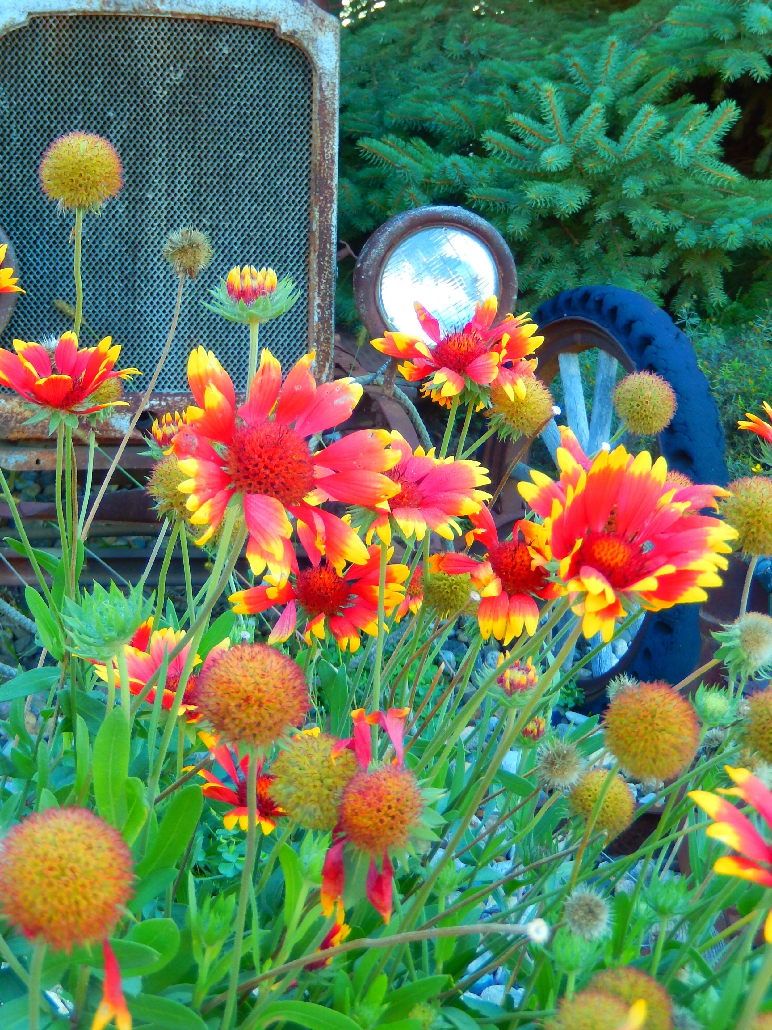  Abandoned truck behind flowers. 