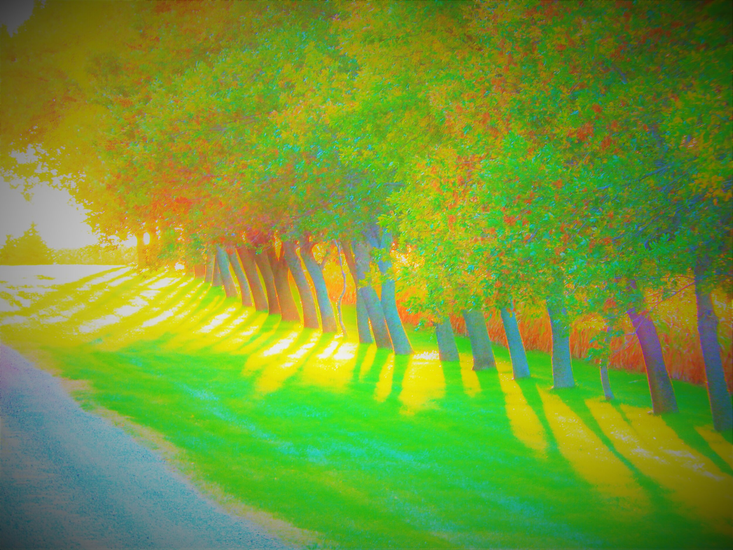  A row of trees in the sun. 