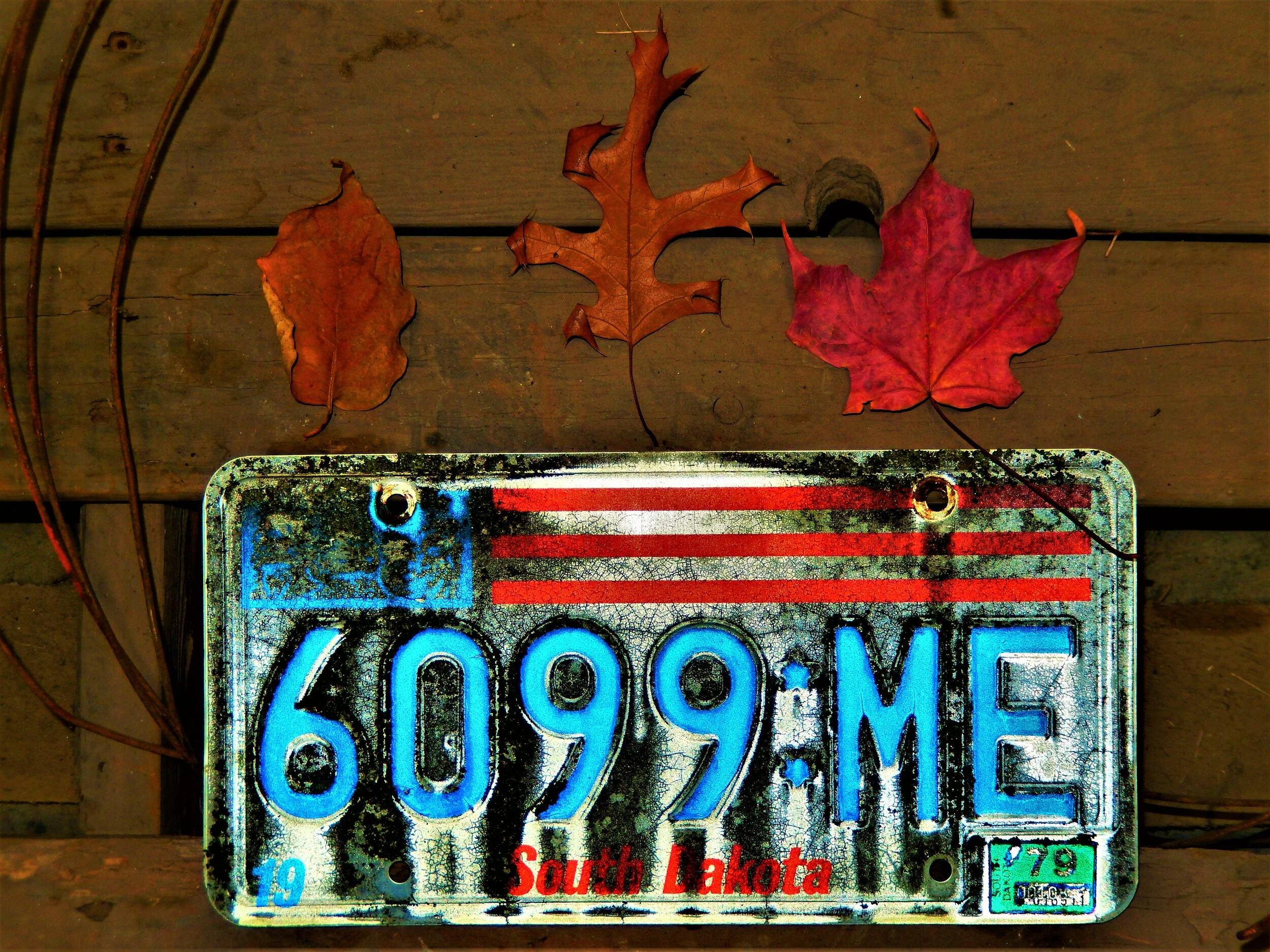  South Dakota license plate with three leaves. 
