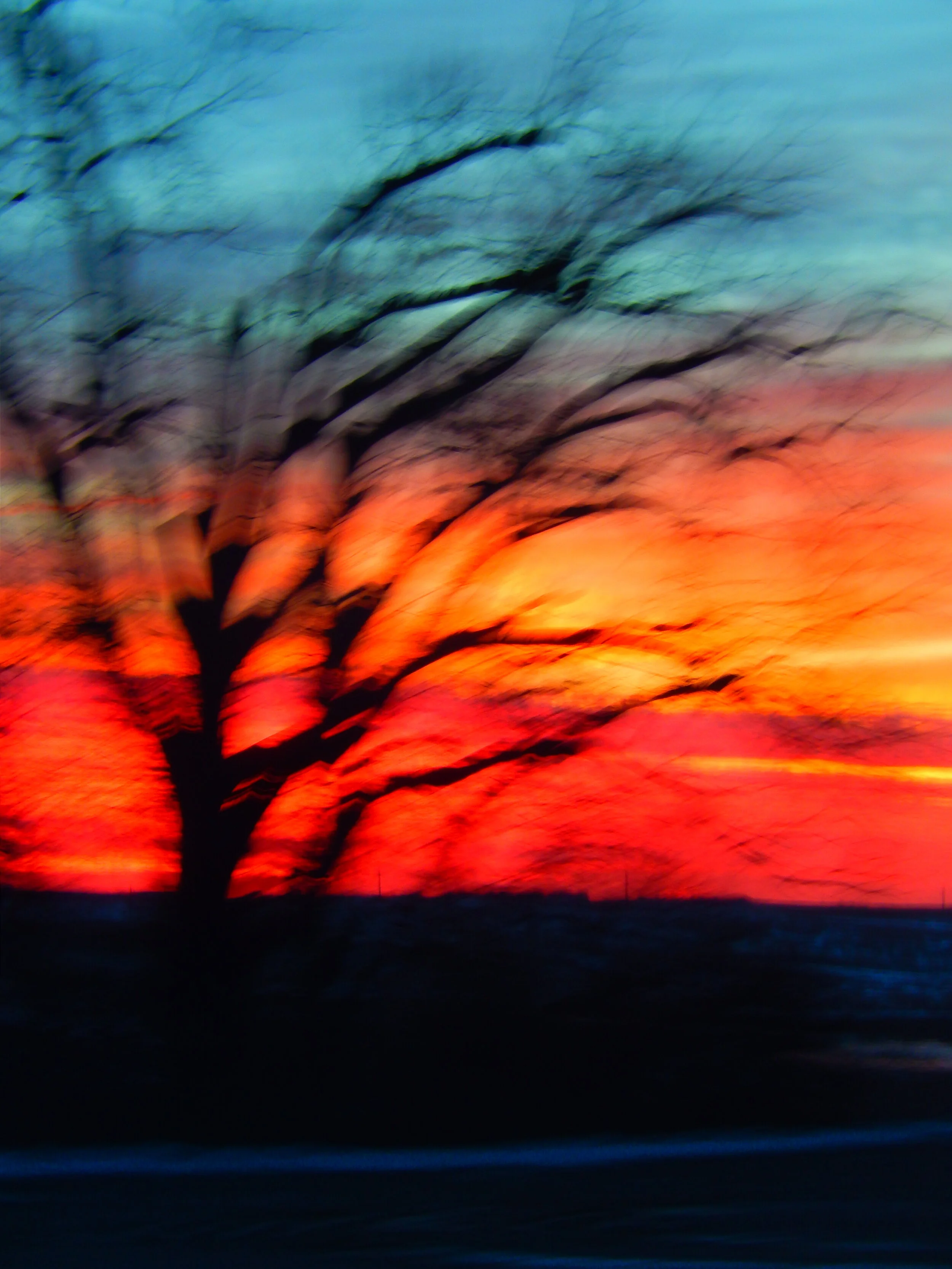  Bare tree against the sunrise. 
