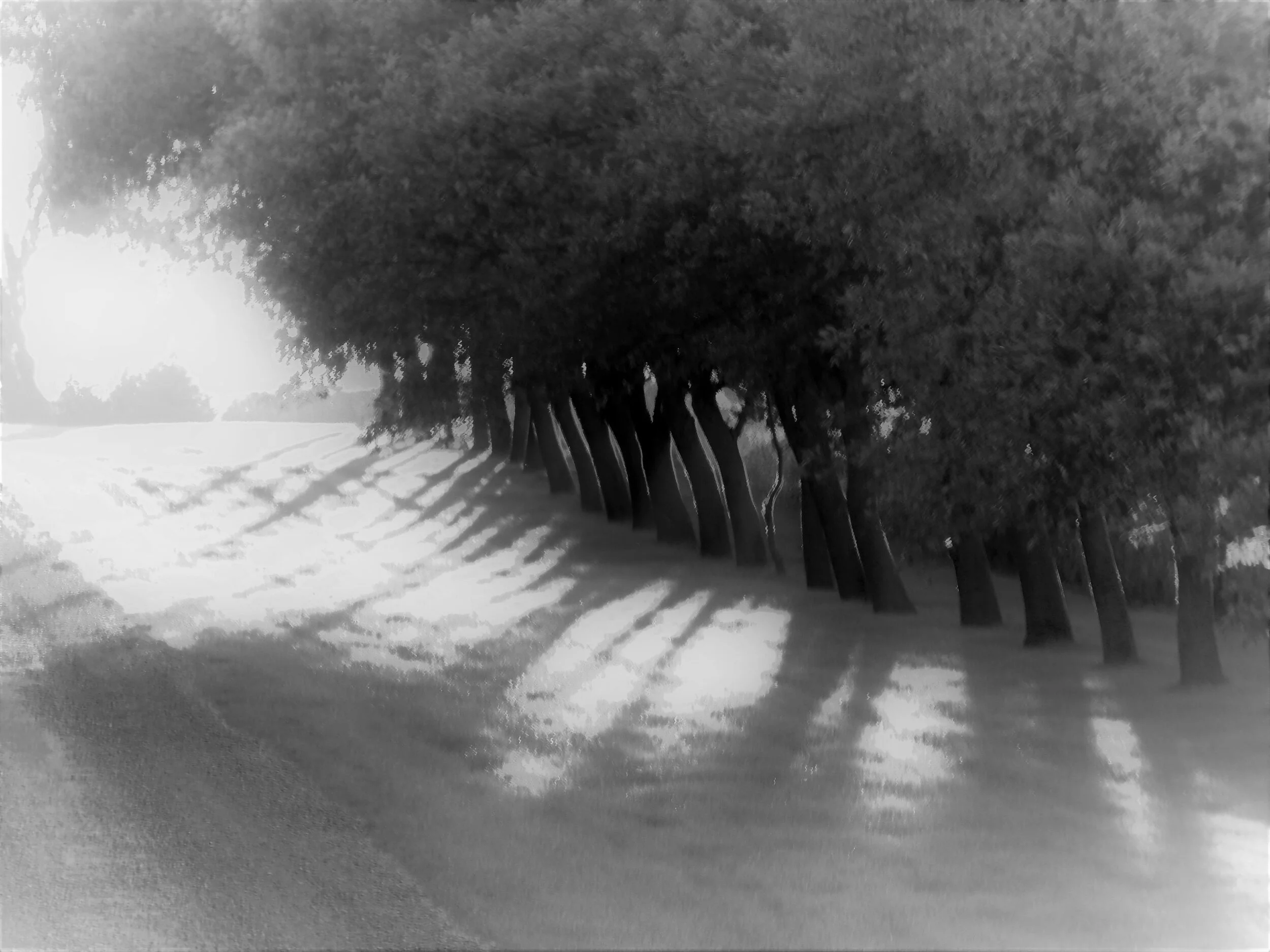  Low sun shining through trees. 