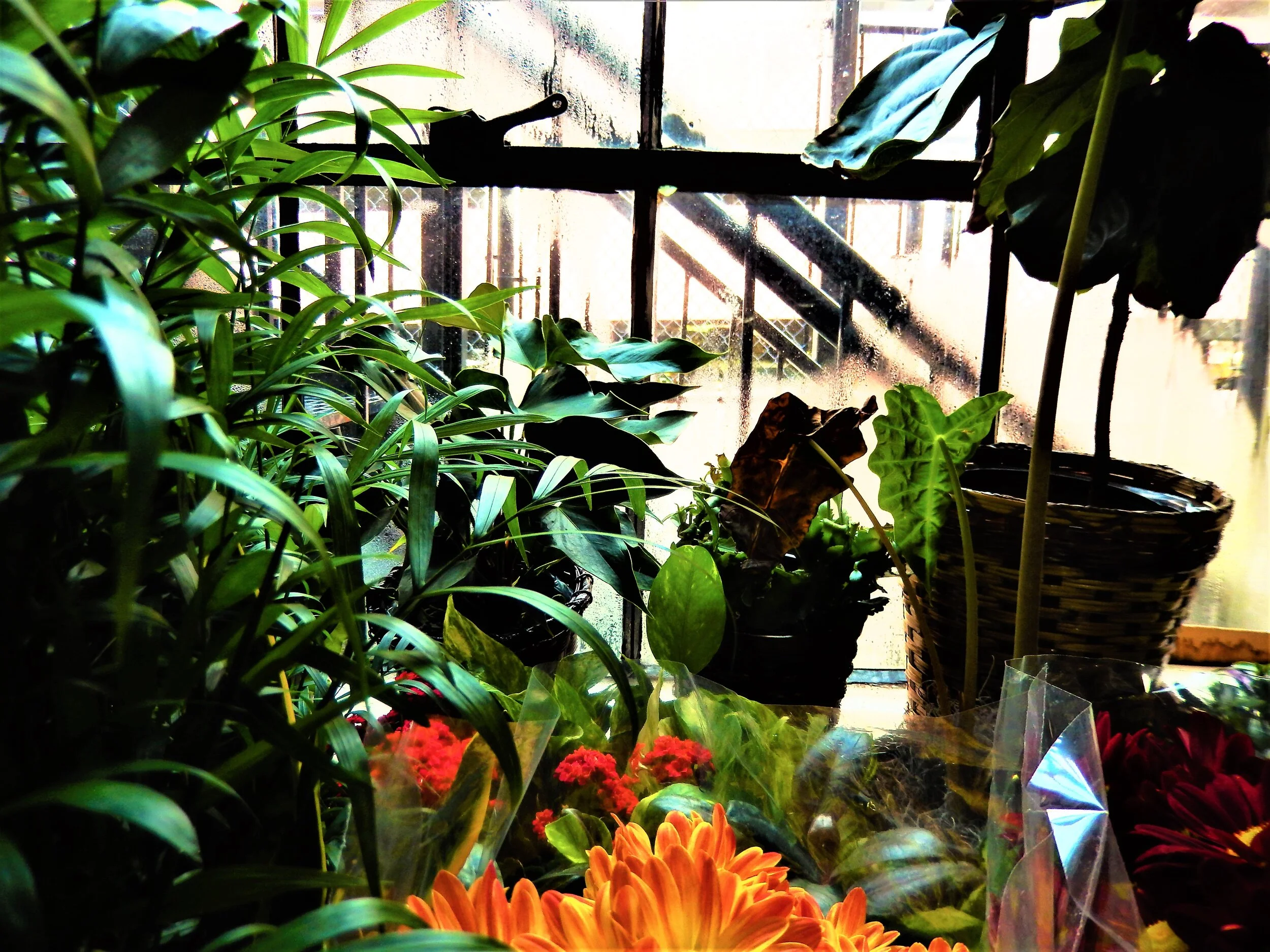 The Florist's Window, 2019