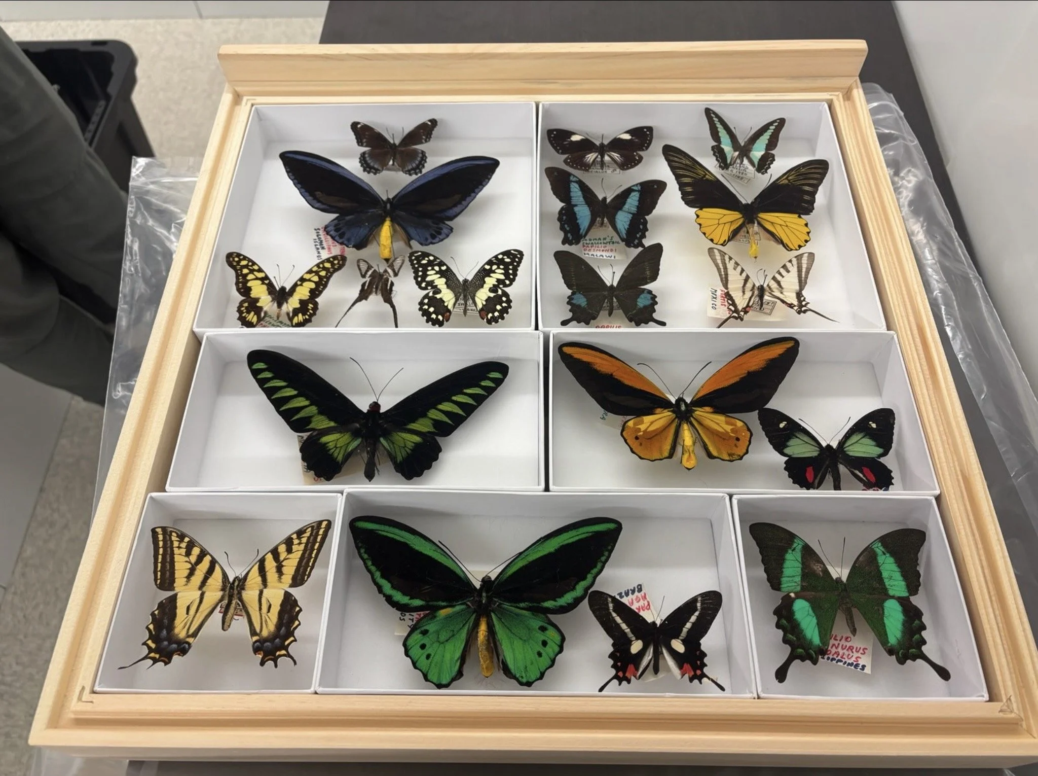 Nature Illustration - Butterfly (May 12, 2026)