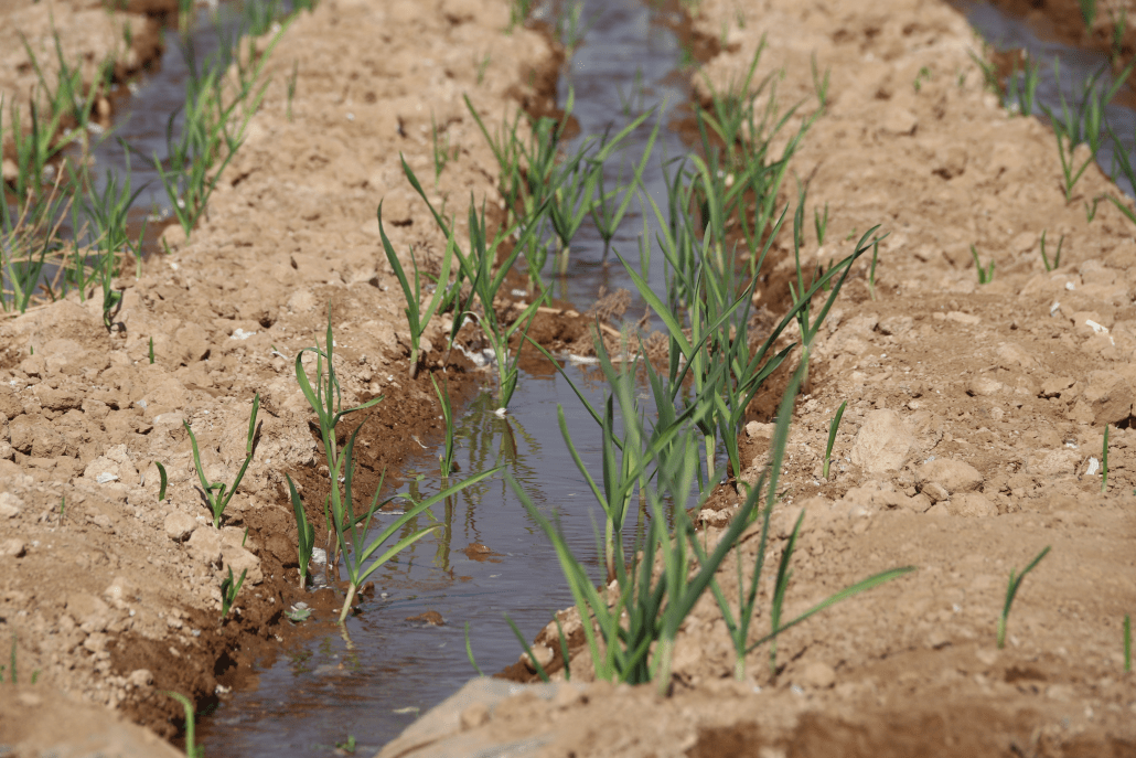 Cooperatives in North and East Syria – developing a new economy