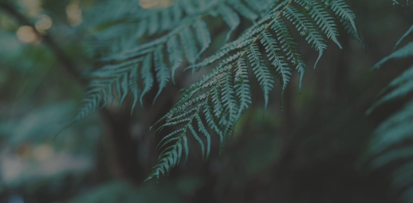 Julia's Website-5.png