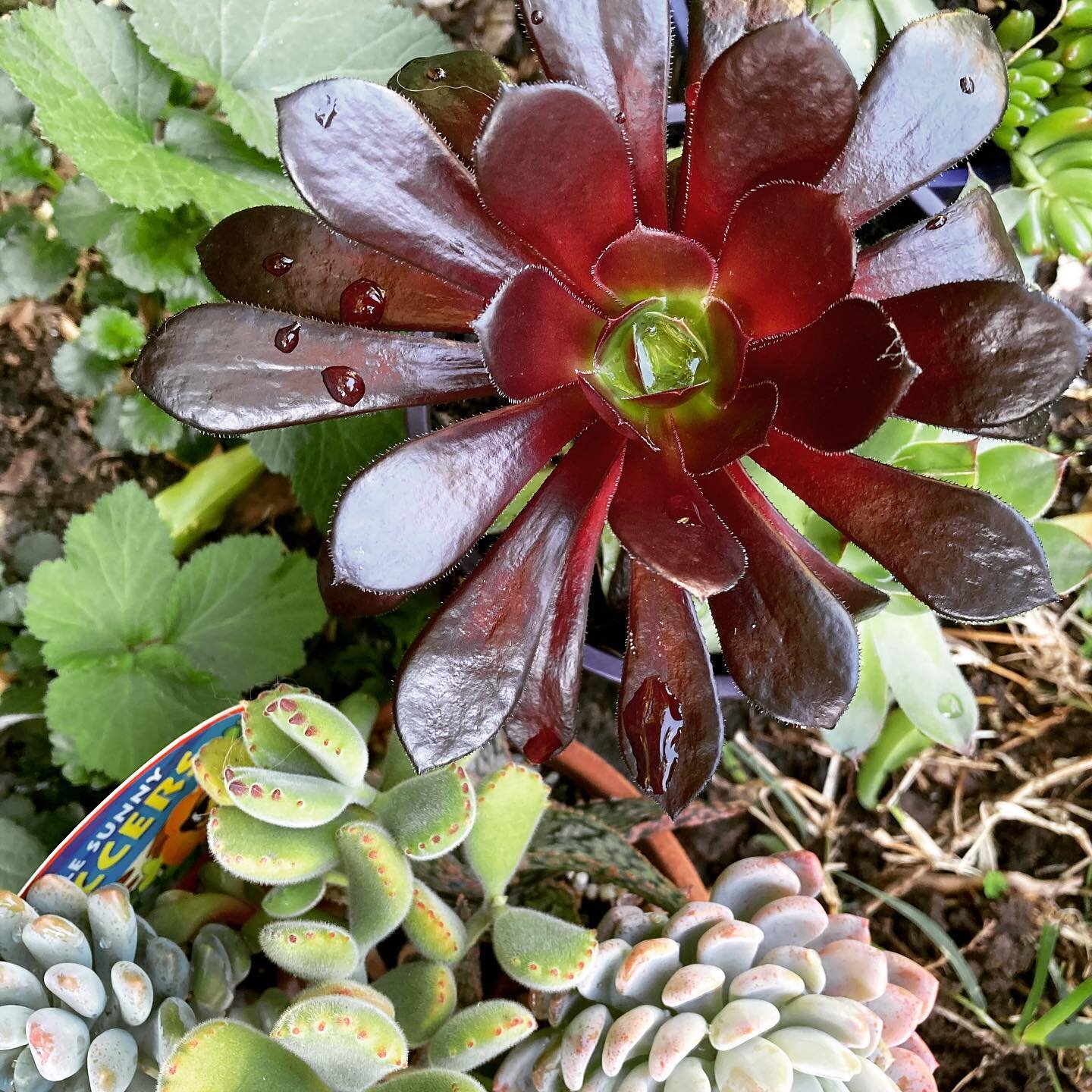 We have been potting up lots of succulents this week. They look great on an outdoor table or indoors where there&rsquo;s lots of light.🐞🐛🦋#plants#plantsmakepeoplehappy #succulents.