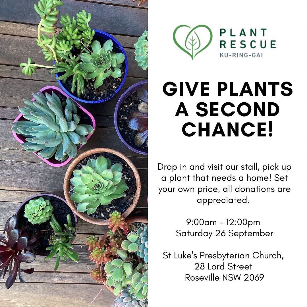 Drop in and visit St Luke&rsquo;s community fete this Saturday! Thanks to St Luke&rsquo;s we are running our plant stall from 9am-12pm and hope to meet some fellow plant lovers! ☀️🌿🐝🌱

#plants #plantlovers #plantrescue #sustainability #livelocal #