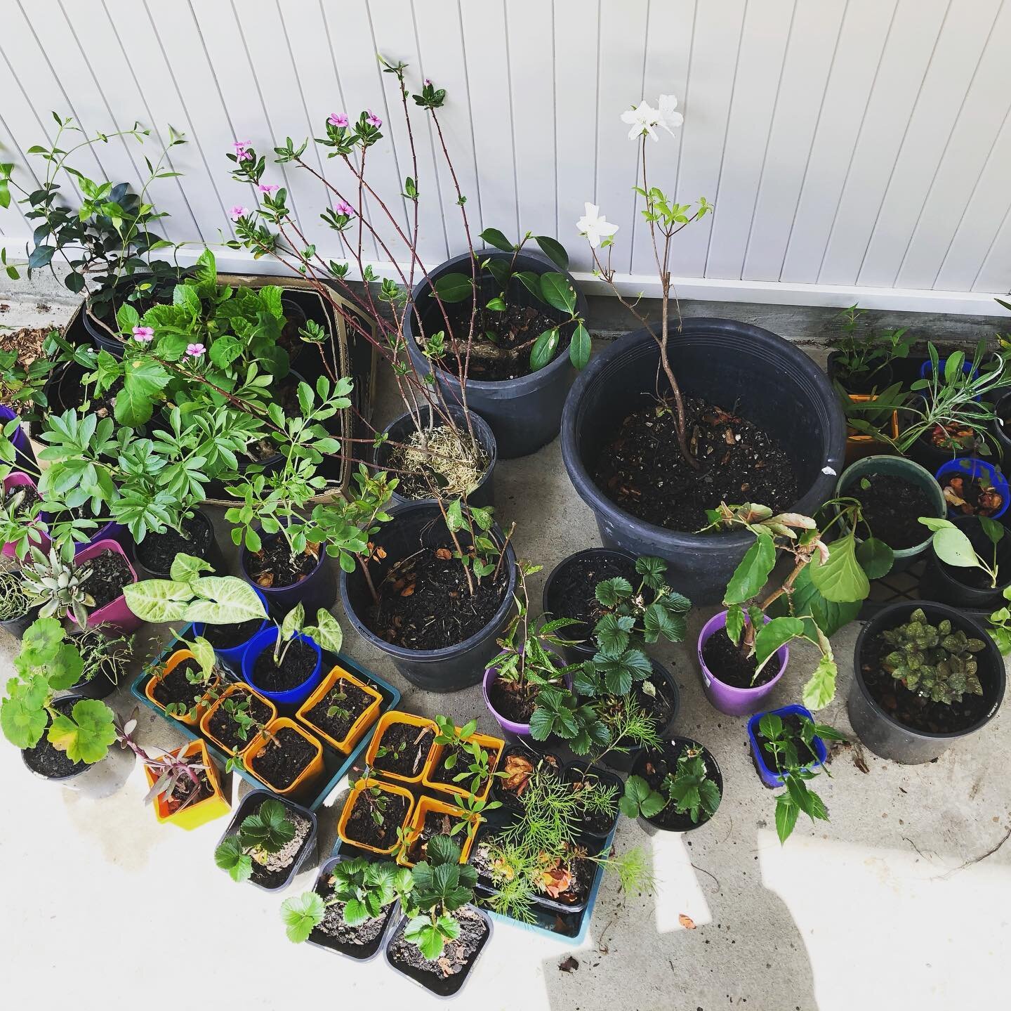 Sneak peak for tomorrow&rsquo;s fete! Drop in from 9-12 at St Luke&rsquo;s Church in Roseville for some of these goodies! 👀 🎉 

Check out the third pic for more info ☀️

#plants #plantrescue #kuringgai #lindfield #rosevillensw #chatswood #sustainab