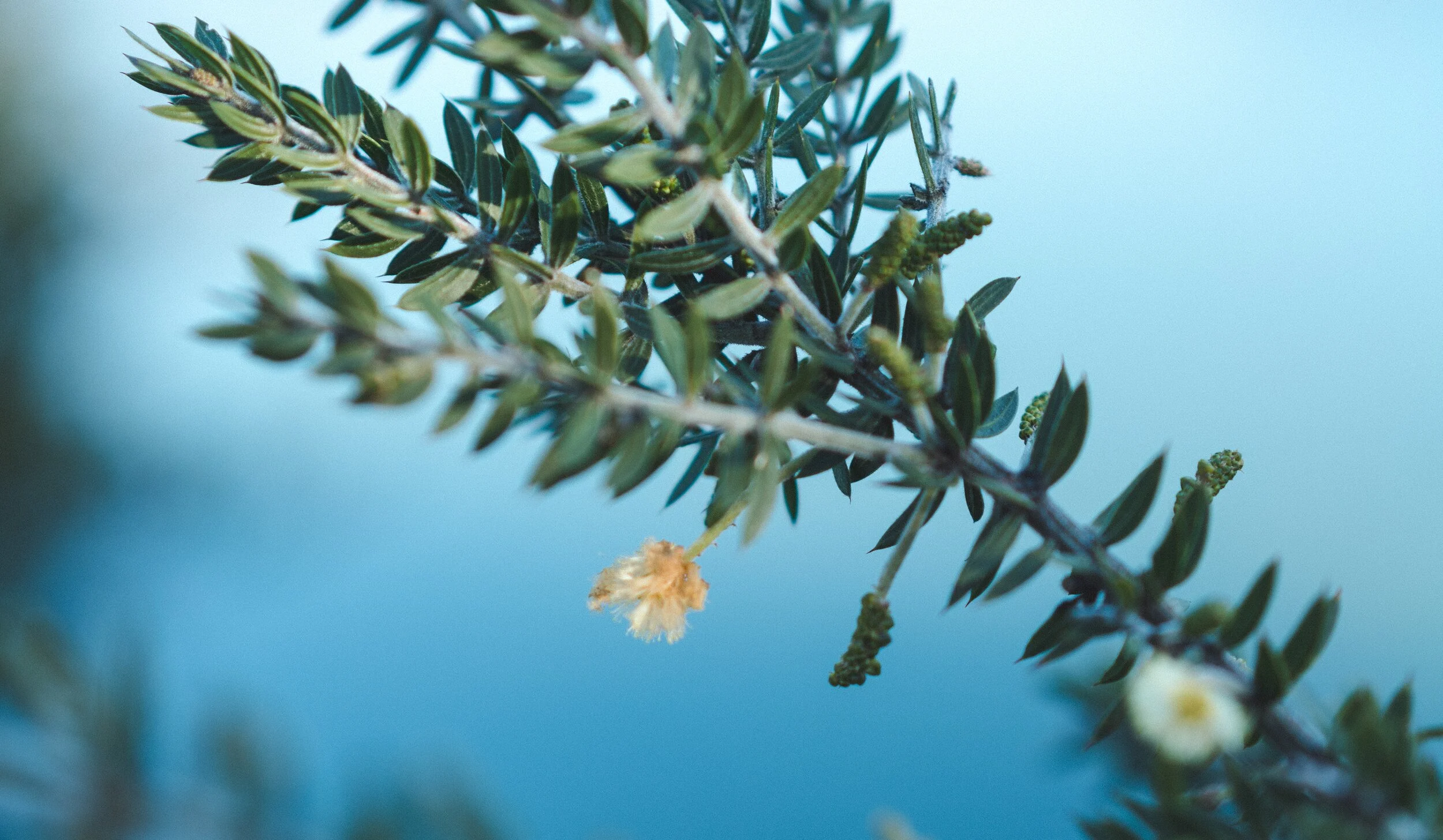 Flowers Wide Screen.jpg