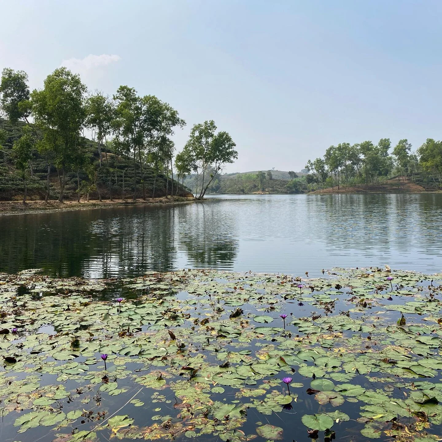 Beautiful tea gardens in Sylhet, Bangladesh

📸: @bmhossain_ 
.
.
.
#Bangladesh #Sylhet #TeaGarden #Charity #BangladeshCharity #Ramadan #CharitableOrganization #CharitableGiving #NonProfit #ZakatEligible #Suhoor #Iftar #HungerRelief #Zakat #CHP #foll