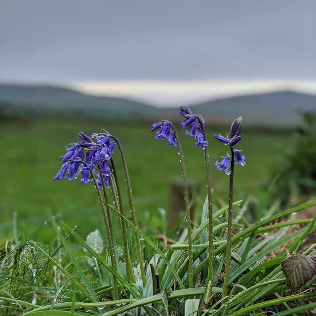 Bluebells in the rain, Bluebells in the night .
.
.
.
.
#bluebells #dinglepeninsula #dingle #kerry #ireland #springtime #wildflowers