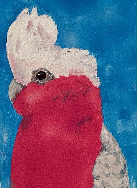 Galah.jpg