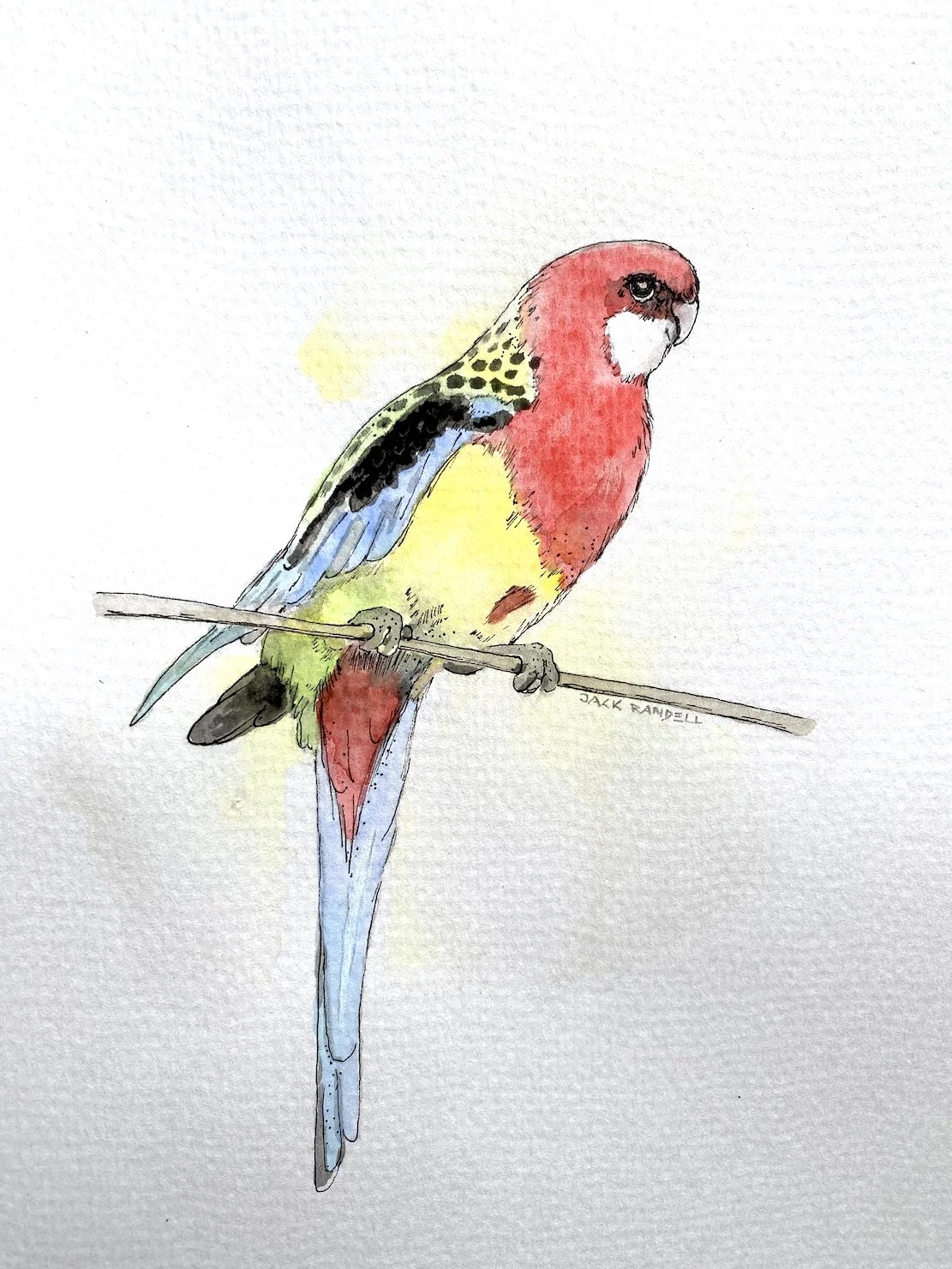 Rosella.JPG