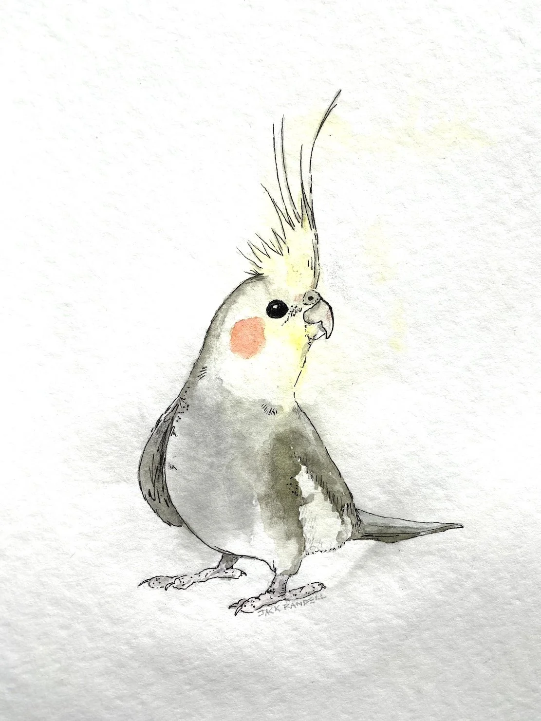 Cockatiel.JPG