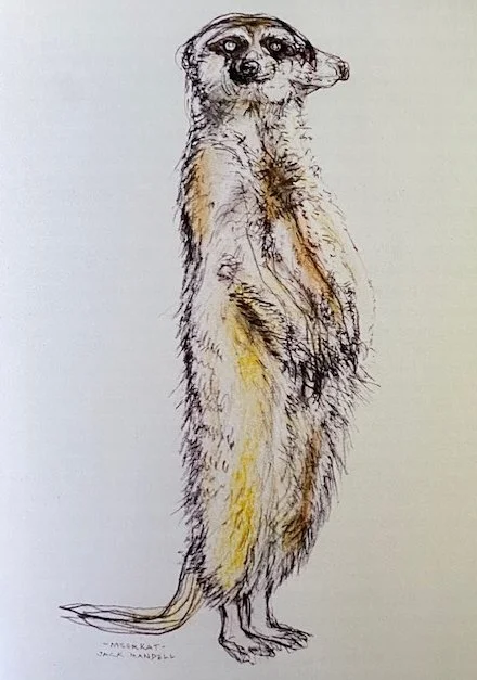 Meerkat.jpg