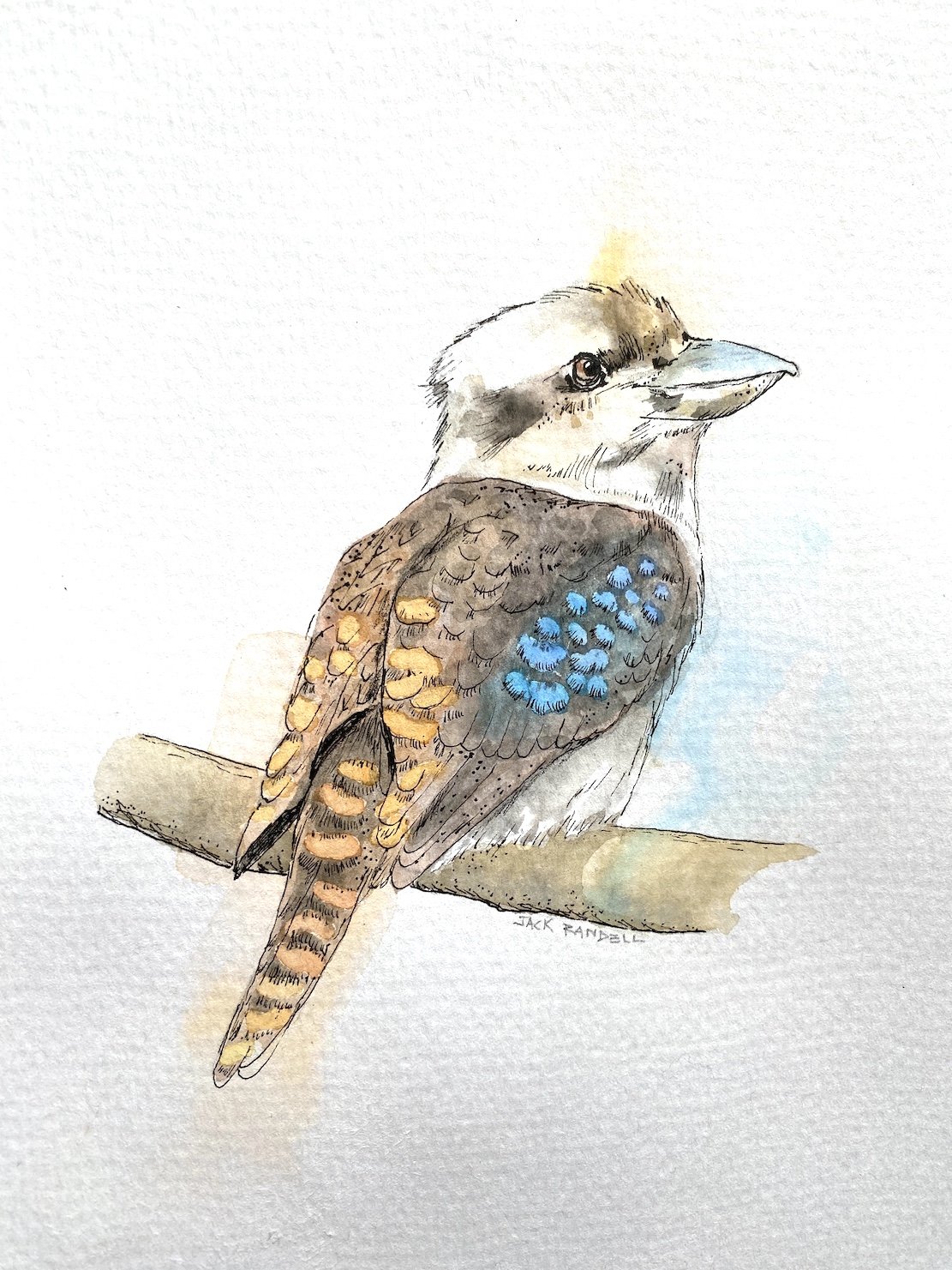 Kookaburra.JPG