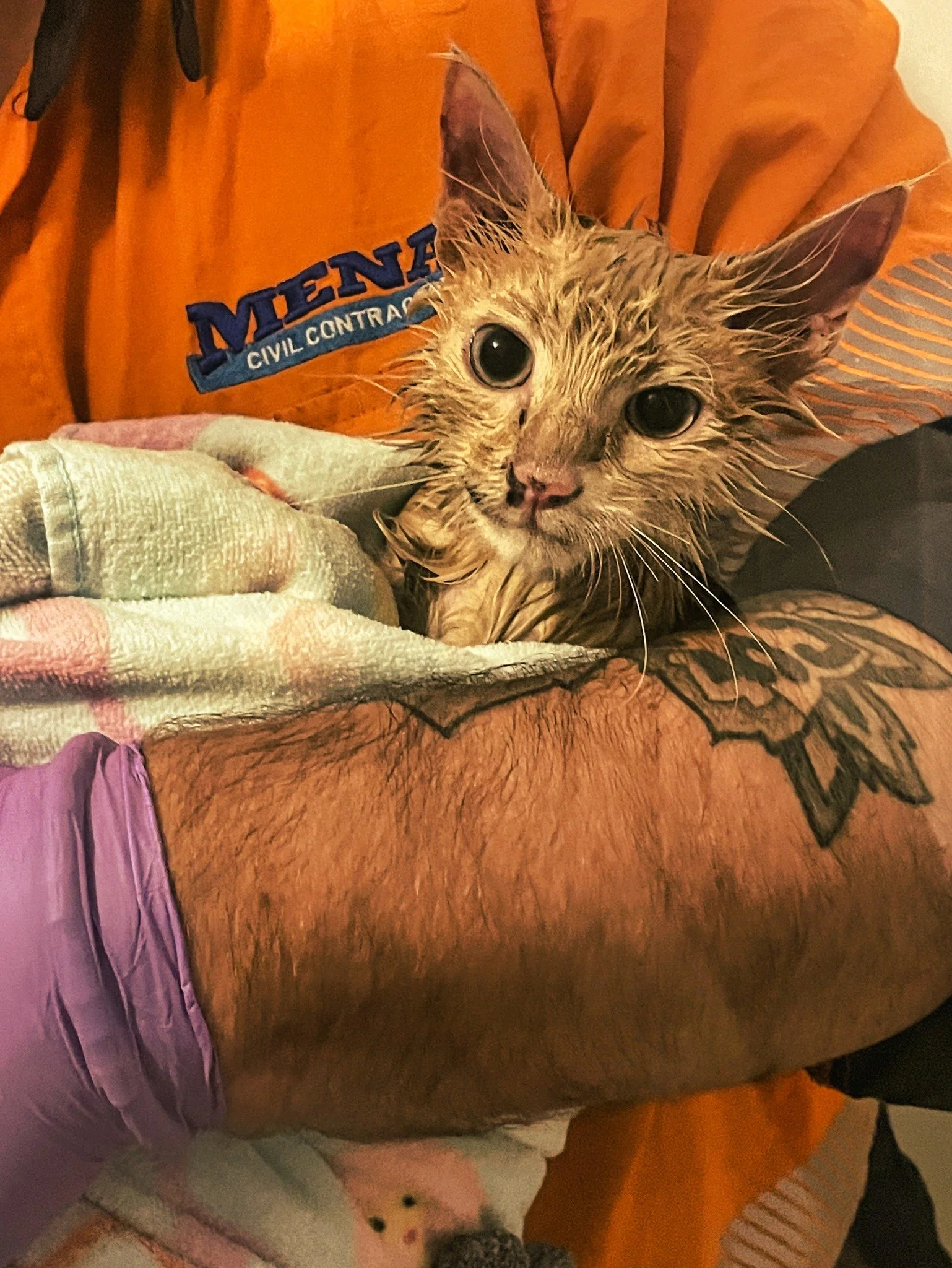 📣 Help find Sully a home! 🐾

Meet Sully, the adorable kitten who was found by our kind-hearted surveyor, Matt Rosier, in a concrete waste stockpile at our Bankstown job site. Despite his rough start, Sully has shown incredible resilience and is now