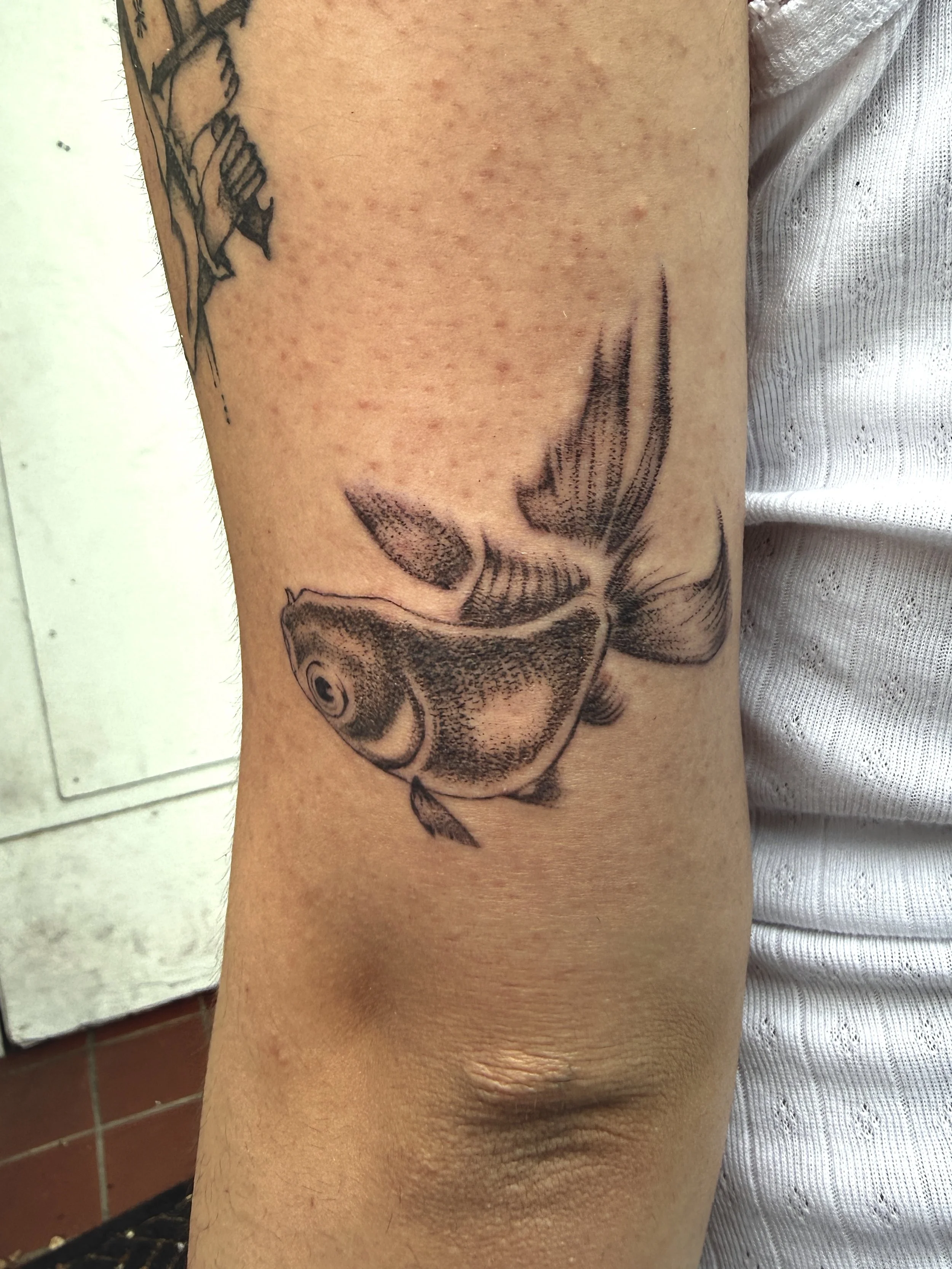 Goldfish.JPEG