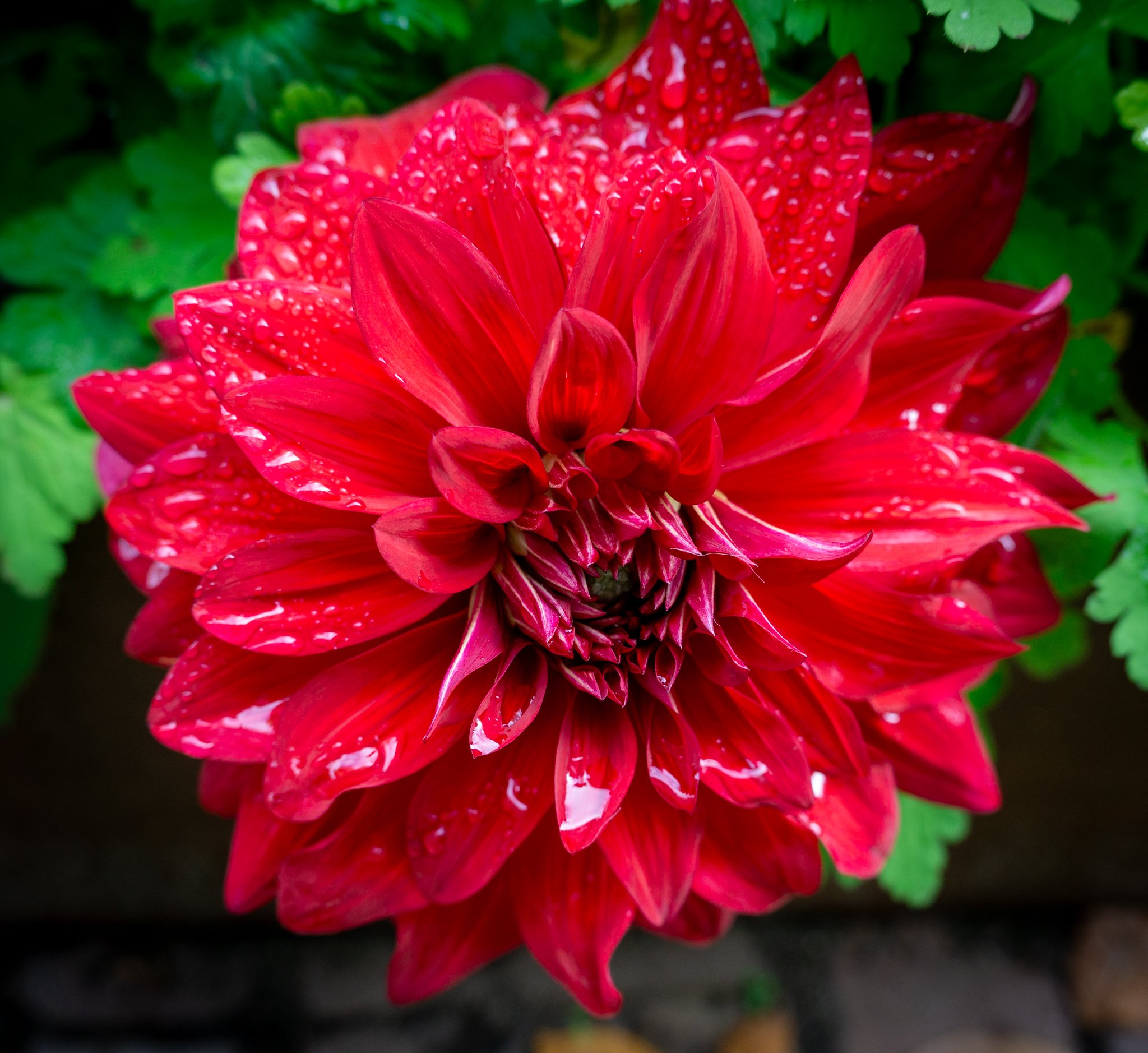 nuremberg flowering