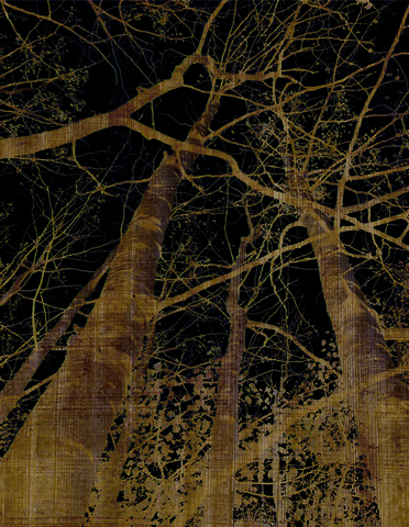 1913-NightTrees-web.jpg