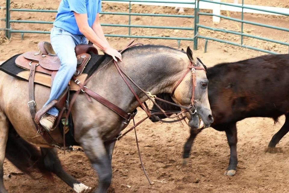 dillion and cow .jpg