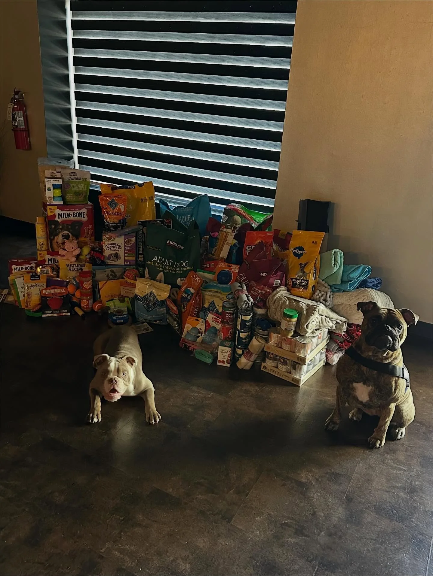 Bear &amp; Blu would like to officially announce... their dog supply drive was a SUCCESS! 🫶

Because of YOU, we were able to collect a mountain of goodies for dogs waiting for their forever homes.

Thank you for making tails wag at @franklincodog! ?