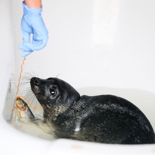 Repost from @irishtimesnews
&bull;
An orphaned common seal pup named Stellar takes part in fish school at Seal Rescue Ireland (@sealrescueirelan) in Courtown, Co Wexford. The charity, who rescue, rehabilitate and release native seals found sick, inju