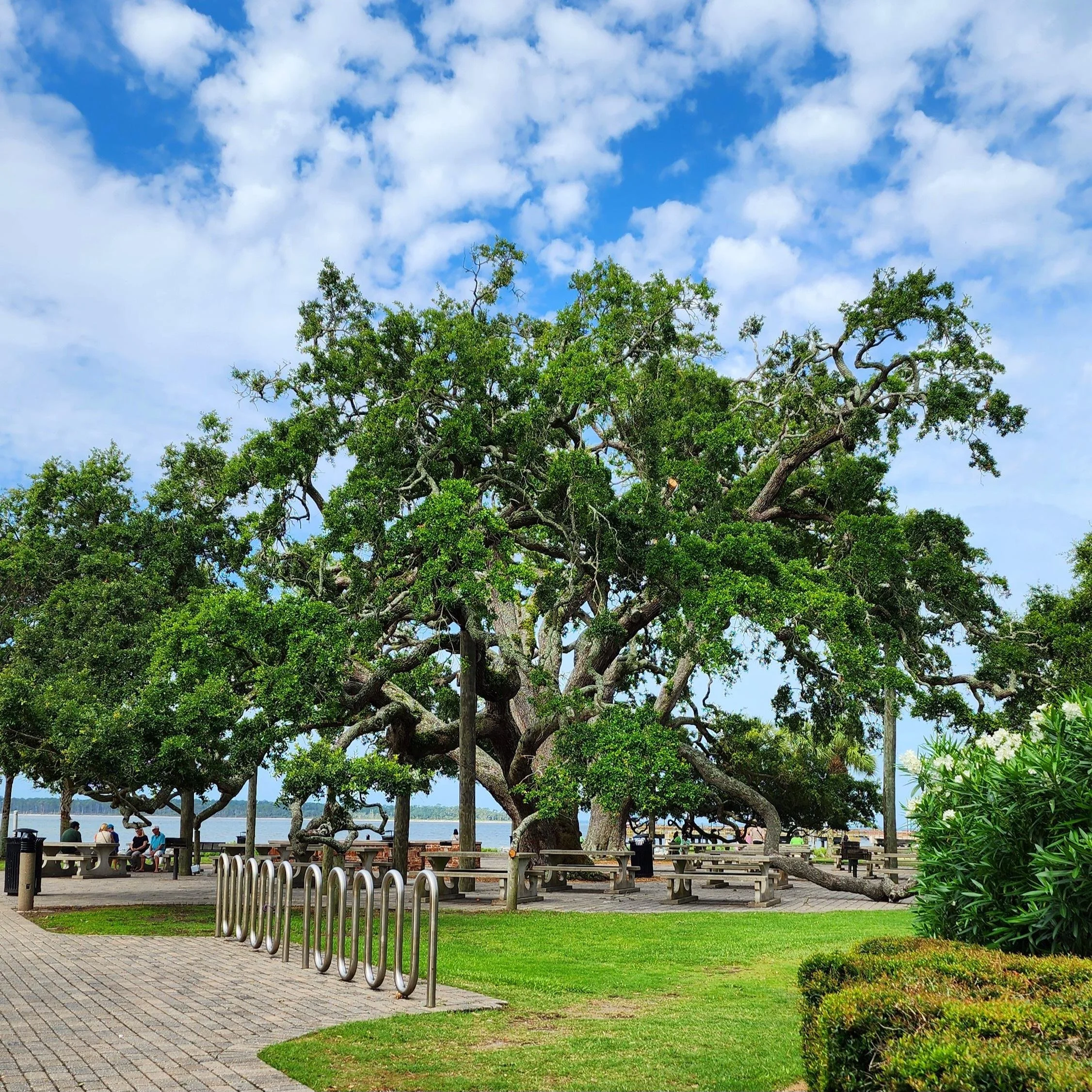Live oak canopy at Neptune Park near Crafts in the Village on St. Simons Island, Georgia Description: The live oaks here create the most incredible canopy. It's peaceful and beautiful, and a perfect place to sit after shopping.