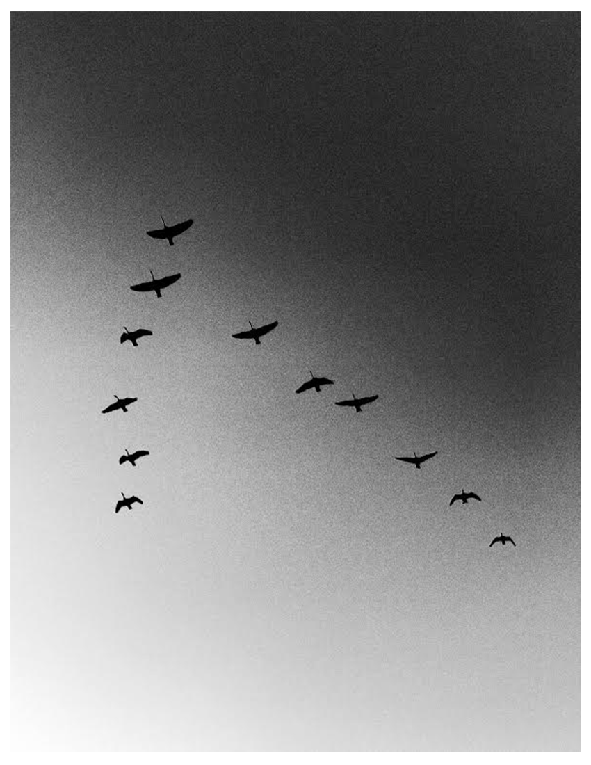 16.5 Geese - Film Photograph.png