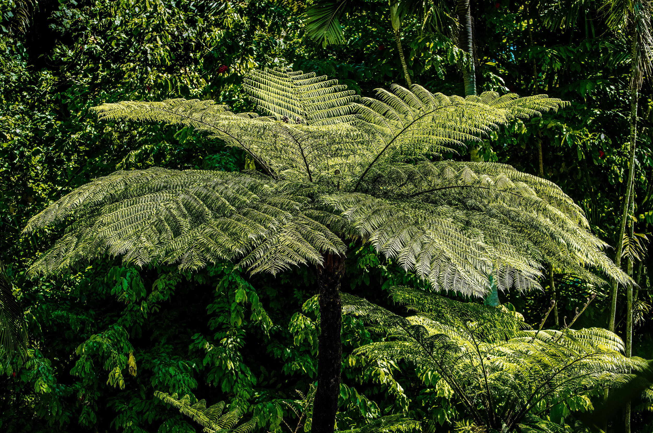 Beginner's Guide to the Tree Fern — The Green Mad House