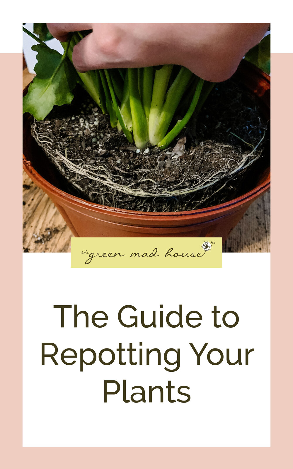 The Guide to Repotting Your Plants