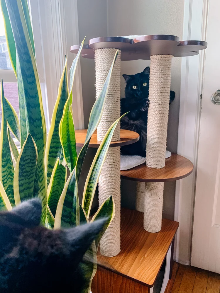 How To Repair Your Cat Scratcher The Green Mad House