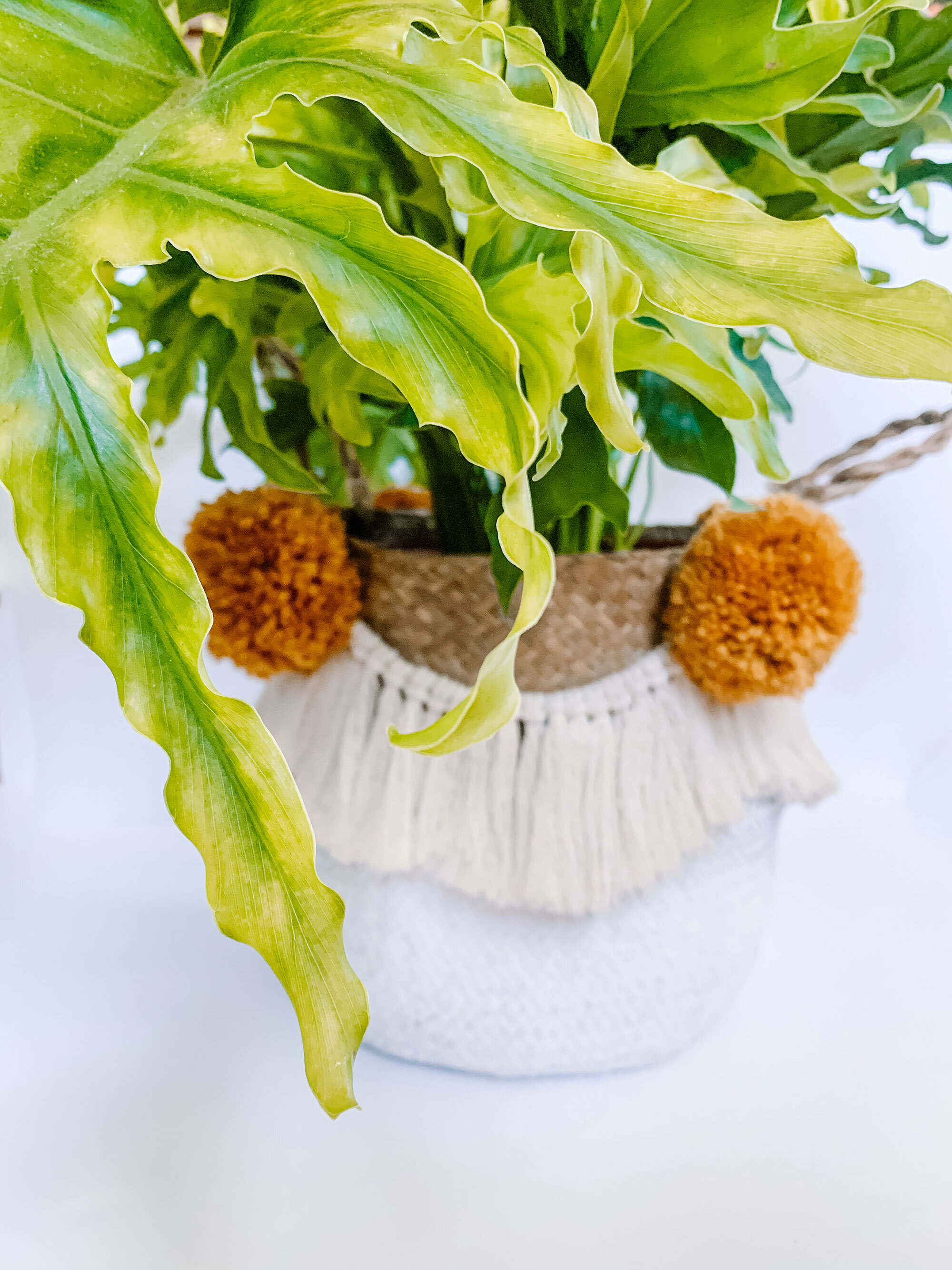 How to Make a Macrame Plant Basket — The Green Mad House