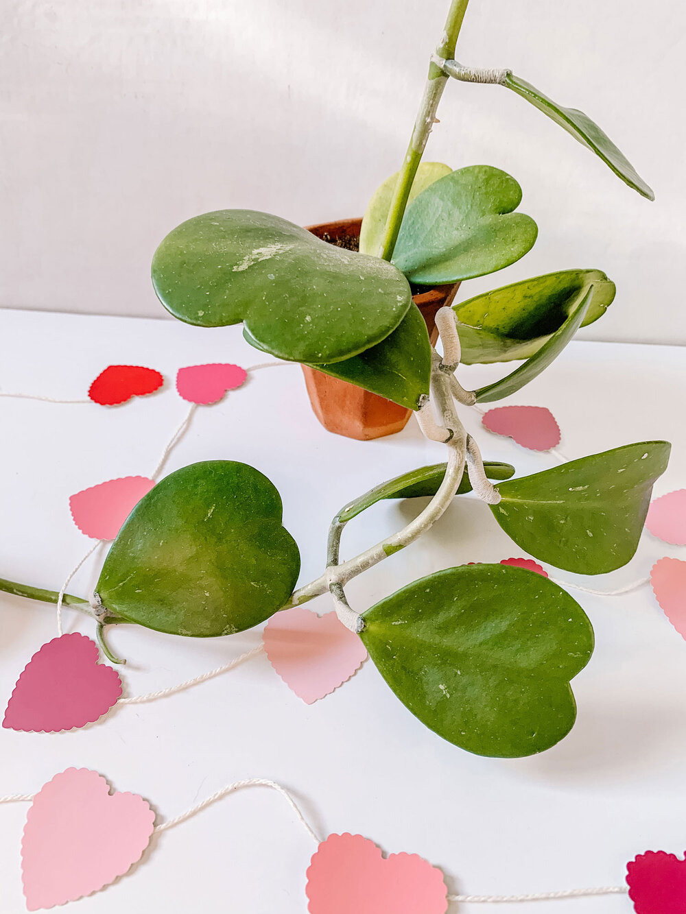 to 'Valentine' Hoya — The Green Mad House