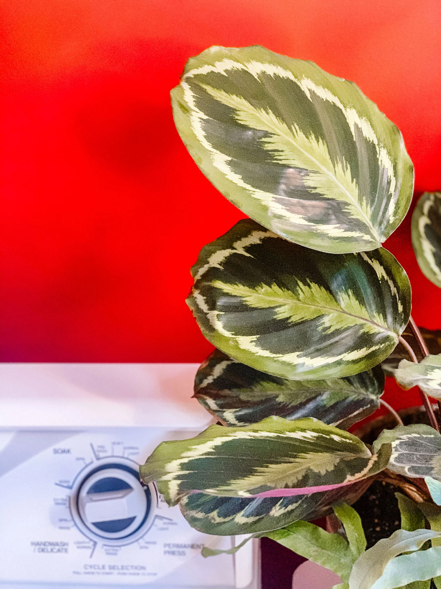 Care Guide for the Calathea ‘Prayer Plant’ — The Green Mad House