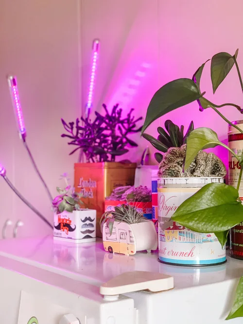 Lighting for Slow-Growing Plants: Ultimate Guide to Boost Growth