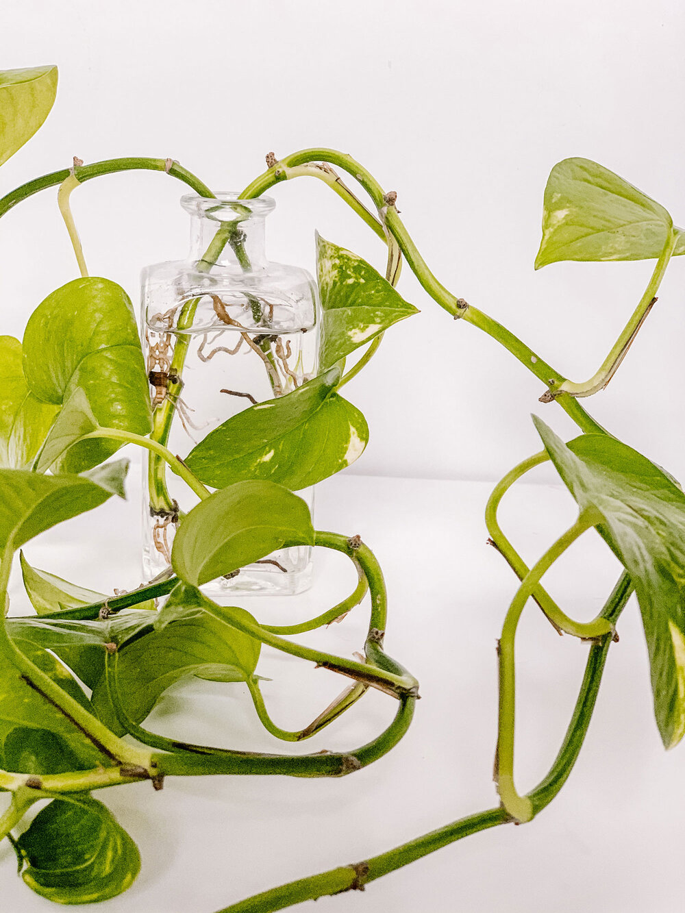 How to Propagate a Pothos in Water