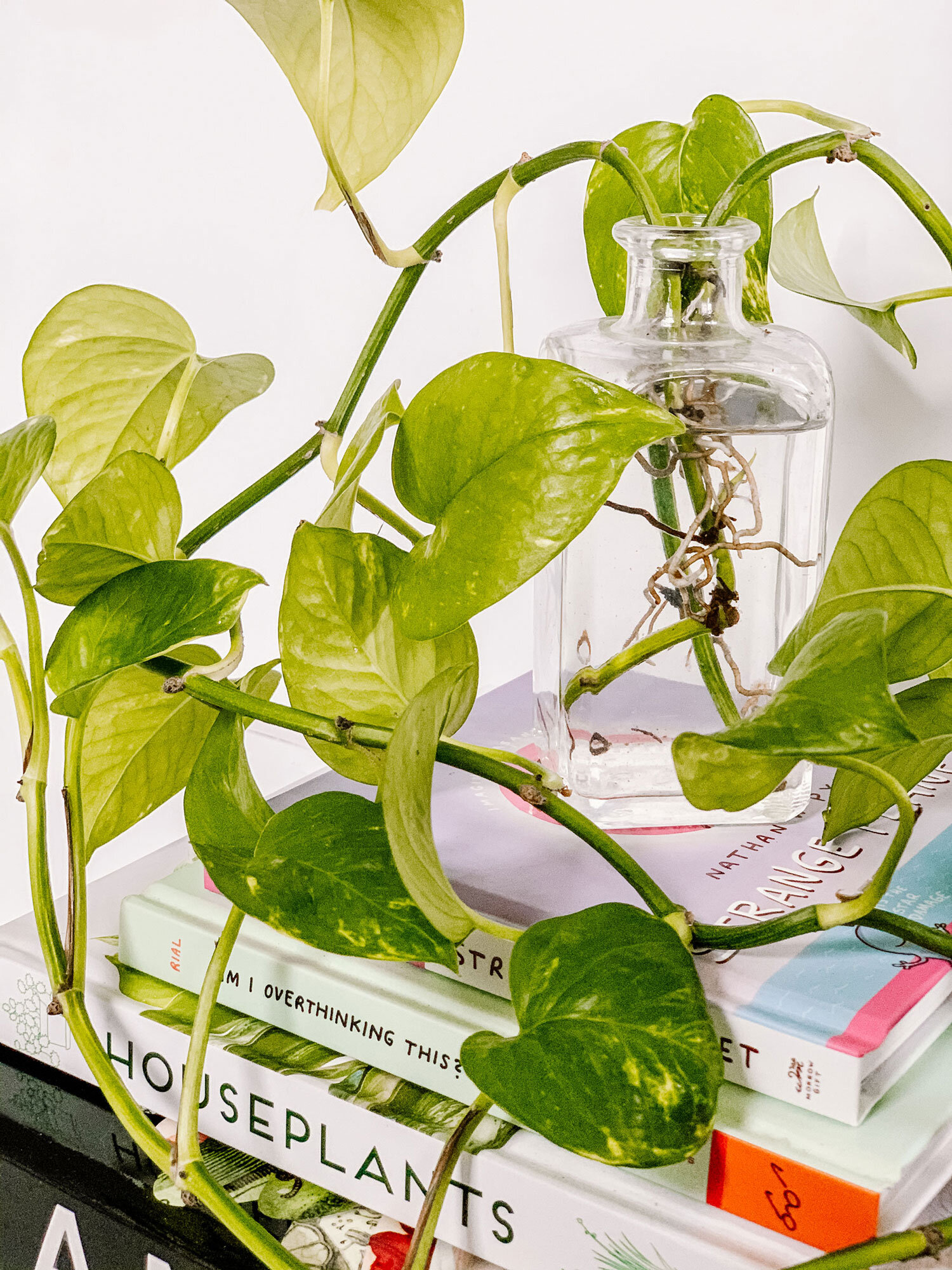 How to Propagate a Pothos in Water
