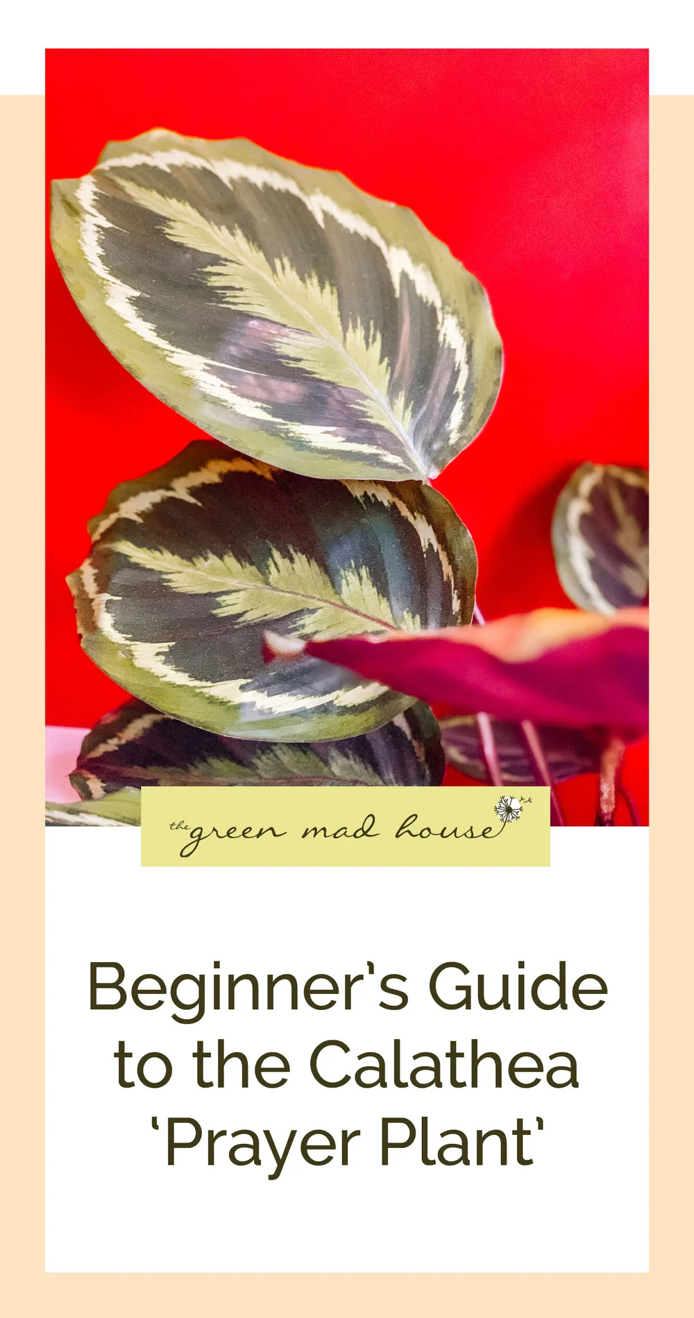 Beginner's Guide to the Calathea ‘Prayer Plant’ — The Green Mad House