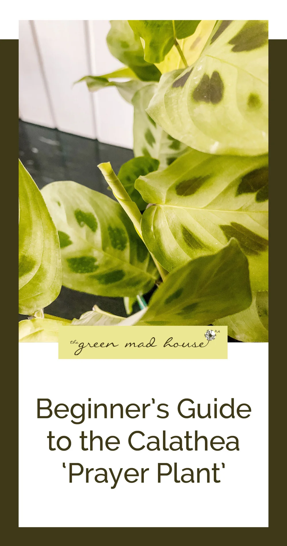 Beginner's Guide to the Calathea ‘Prayer Plant’ — The Green Mad House