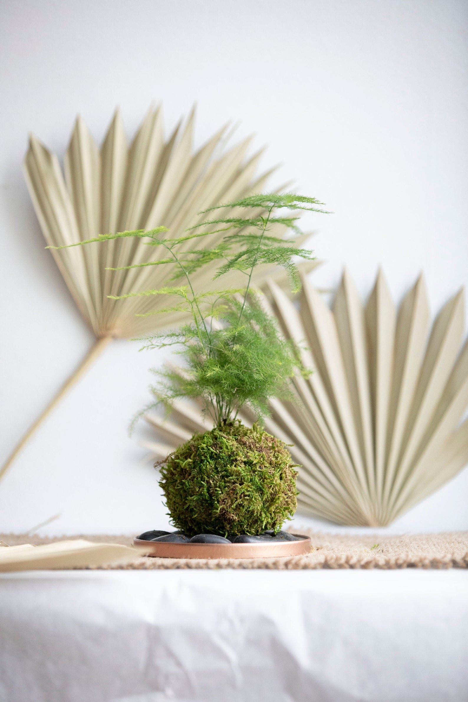 Asparagus Fern Plumosa Kokedama