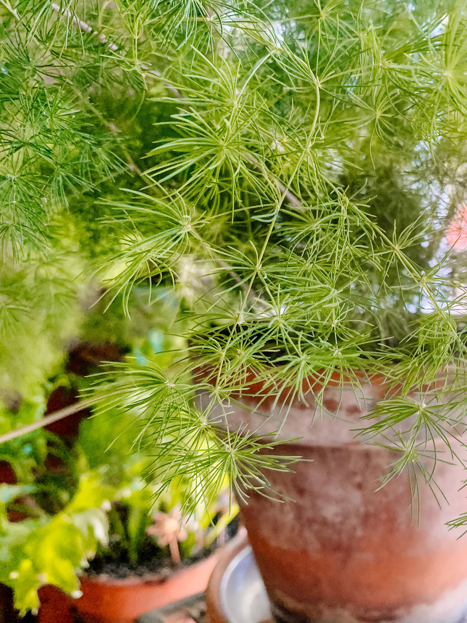 Why is my Asparagus Fern turning yellow?