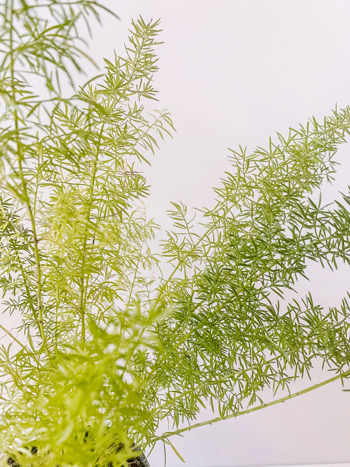 Care Guide for the Asparagus Fern — The Green Mad House
