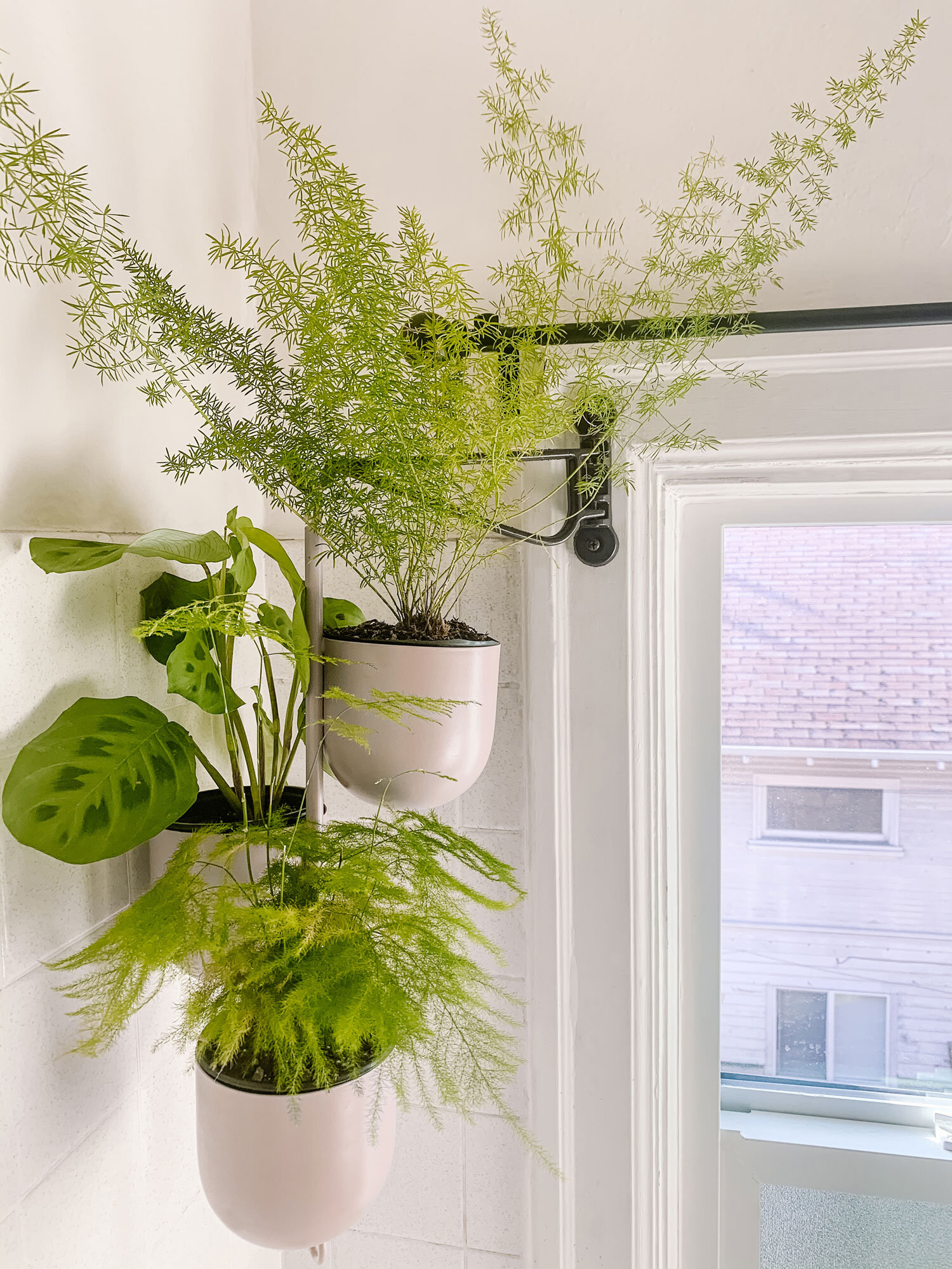 Beginner's Guide the Asparagus Fern — The Green Mad House