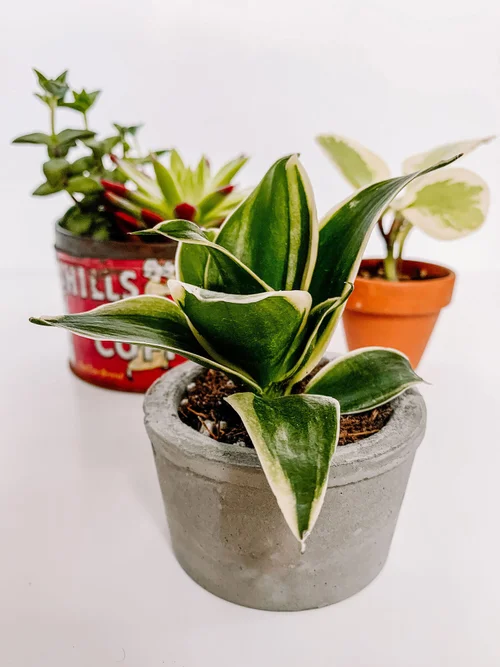 Can You Paint Concrete Planters: Expert Tips for Lasting Color