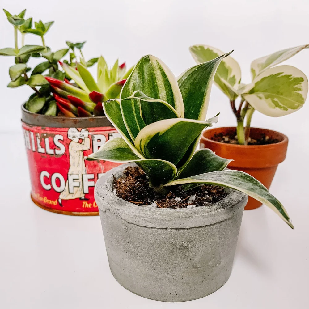 How to Make a Concrete Planter — The Green Mad House