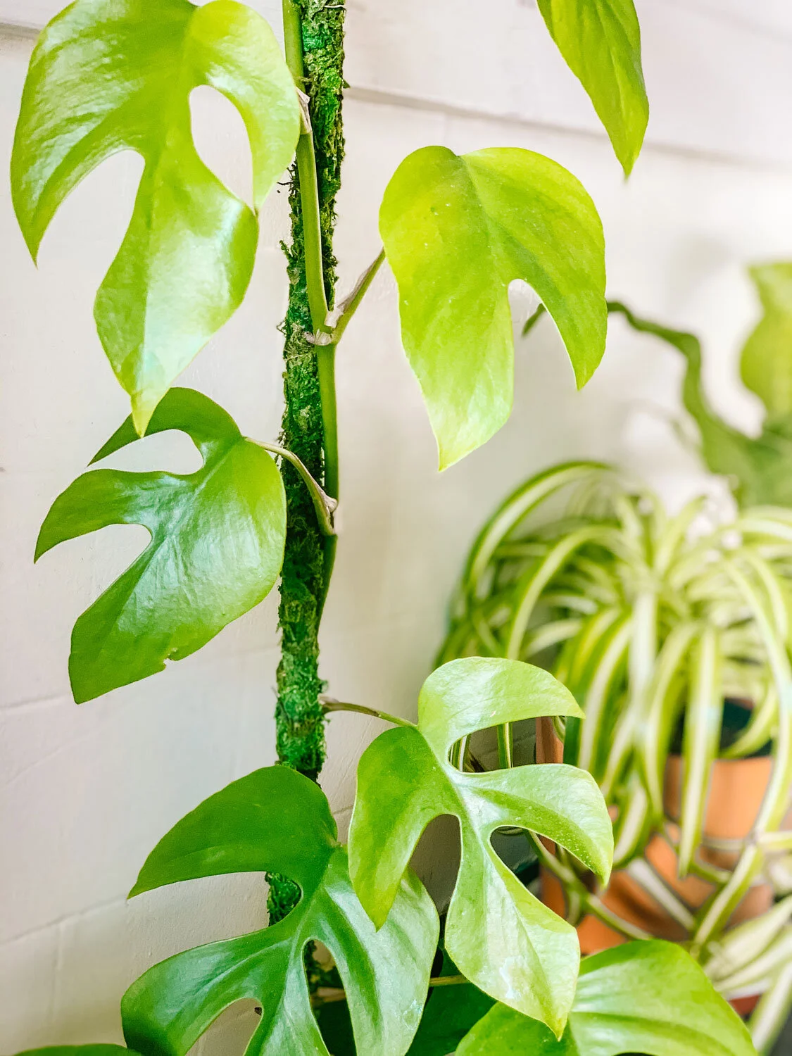 How to Make a Moss Pole Support