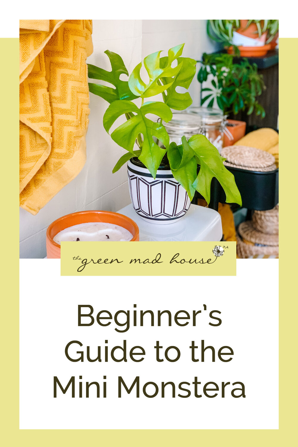 Beginner's Guide to the Mini Monstera