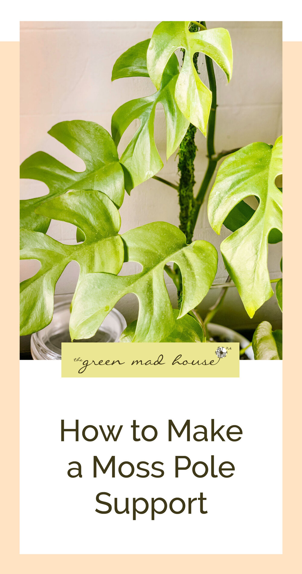 How to Make a Moss Pole Support — The Green Mad House